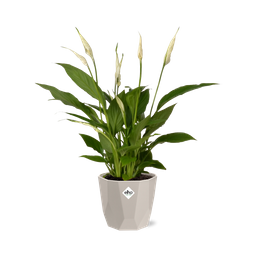 Spathiphyllum 12 Cm Torelli in ELHO b.for rock 14 cm warm grey (21616)