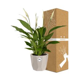 Spathiphyllum 12 Cm Torelli in ELHO b.for rock 14 cm warm grey (21616)