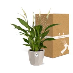 Spathiphyllum 12 Cm Torelli in ELHO b.for rock 14 cm warm grey (21616)
