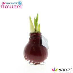 No Water Flowers Waxz® Bordeaux (22160)