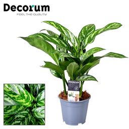 Aglaonema Tigres (Decorum) (22379)