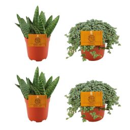 2x Aloe Paradisicum + 2x Pilea Glauca - 4 stuks - Ø10.5cm (22725)