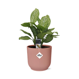 Aglaonema Christina in ELHO Vibes Fold 14cm roze (21731)