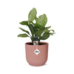 Aglaonema Christina in ELHO Vibes Fold 14cm roze (21731)