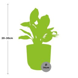 Aglaonema Christina in ELHO Vibes Fold 14cm roze (21731)