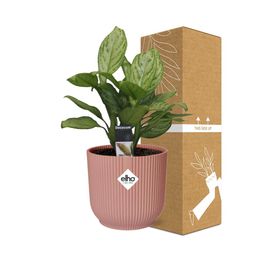 Aglaonema Christina in ELHO Vibes Fold 14cm roze (21731)