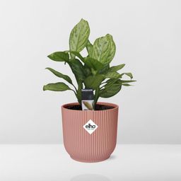 Aglaonema Christina in ELHO Vibes Fold 14cm roze (21731)