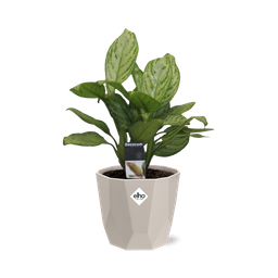 Aglaonema Christina in ELHO b.for rock 14 cm warm grey (21625)