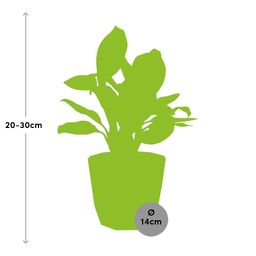 Aglaonema Christina in ELHO b.for rock 14 cm warm grey (21625)