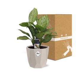 Aglaonema Christina in ELHO b.for rock 14 cm warm grey (21625)