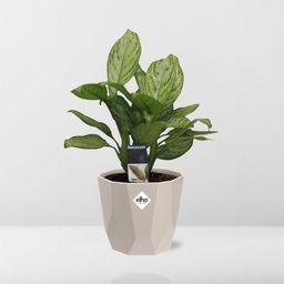 Aglaonema Christina in ELHO b.for rock 14 cm warm grey (21625)
