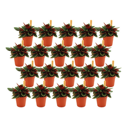 Peperomia Rosso - 20 stuks (23405)