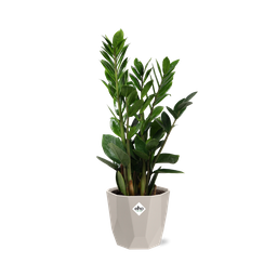 Zamioculcas – Hoogte 45-50 in ELHO b.for rock 14 cm warm grey (21629)