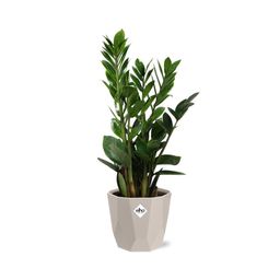 Zamioculcas – Hoogte 45-50 in ELHO b.for rock 14 cm warm grey (21629)
