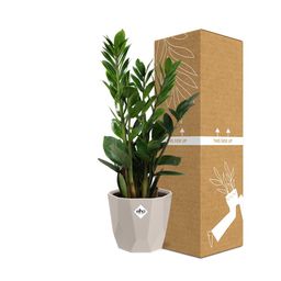 Zamioculcas – Hoogte 45-50 in ELHO b.for rock 14 cm warm grey (21629)