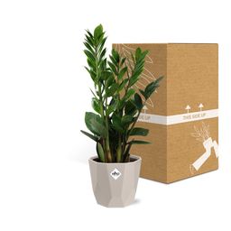 Zamioculcas – Hoogte 45-50 in ELHO b.for rock 14 cm warm grey (21629)