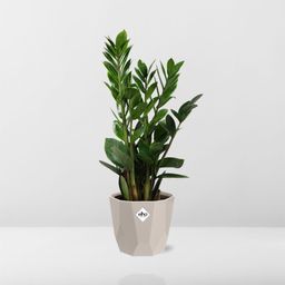 Zamioculcas – Hoogte 45-50 in ELHO b.for rock 14 cm warm grey (21629)