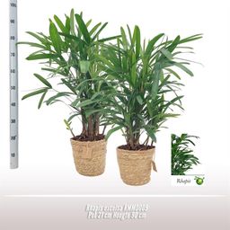 Rhapis Excelsa 21cm RMMD009 (22601)