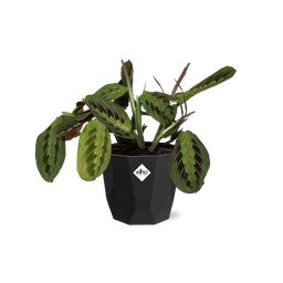 Maranta Leuconeura ‘Fascinator’ Tricolor in 14cm b.for rock living black (21647)