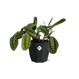 Maranta Leuconeura ‘Fascinator’ Tricolor in 14cm b.for rock living black (21647)