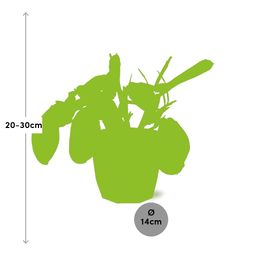 Maranta Leuconeura ‘Fascinator’ Tricolor in 14cm b.for rock living black (21647)