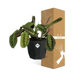 Maranta Leuconeura ‘Fascinator’ Tricolor in 14cm b.for rock living black (21647)