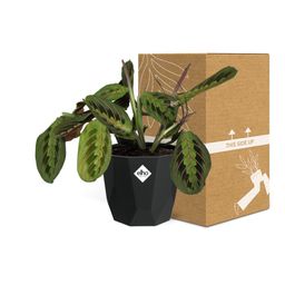 Maranta Leuconeura ‘Fascinator’ Tricolor in 14cm b.for rock living black (21647)