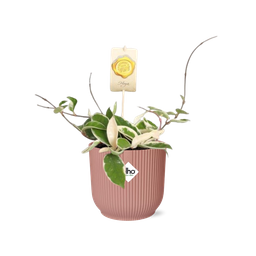 Hoya Carn.’Krimson Queen’ in ELHO Vibes Fold 14cm roze (21796)