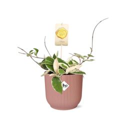 Hoya Carn.’Krimson Queen’ in ELHO Vibes Fold 14cm roze (21796)