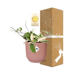 Hoya Carn.’Krimson Queen’ in ELHO Vibes Fold 14cm roze (21796)