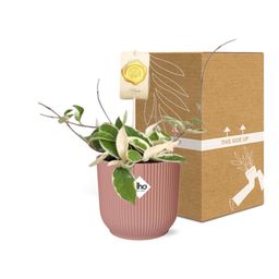 Hoya Carn.’Krimson Queen’ in ELHO Vibes Fold 14cm roze (21796)