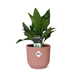 Aglaonema Maria in ELHO Vibes Fold 14cm roze (21733)