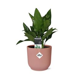 Aglaonema Maria in ELHO Vibes Fold 14cm roze (21733)