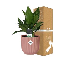 Aglaonema Maria in ELHO Vibes Fold 14cm roze (21733)