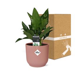 Aglaonema Maria in ELHO Vibes Fold 14cm roze (21733)