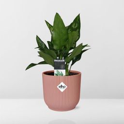 Aglaonema Maria in ELHO Vibes Fold 14cm roze (21733)