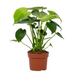 Monstera Deliciosa Tauerii 12cm (28808)