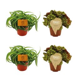 2x Chlorophytum Bonnie + 2x Begonia Rex Zumba - 4 stuks (23442)