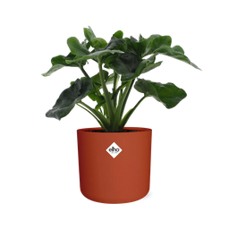 Philodendron Atom in ELHO b.for soft rond 14cm brique (21492)