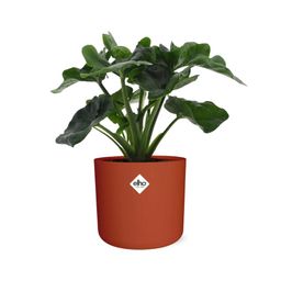 Philodendron Atom in ELHO b.for soft rond 14cm brique (21492)