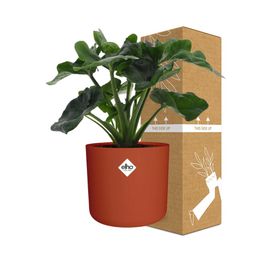 Philodendron Atom in ELHO b.for soft rond 14cm brique (21492)