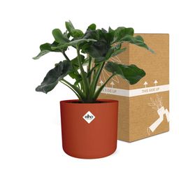 Philodendron Atom in ELHO b.for soft rond 14cm brique (21492)