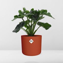 Philodendron Atom in ELHO b.for soft rond 14cm brique (21492)