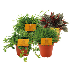 Rondje om de wereld - 4 stuks (30541)