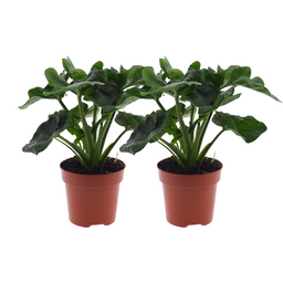 Philodendron Atom - 2 stuks (25580)