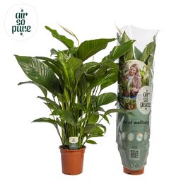 Spathiphyllum 'Maximo Cupido' ASP (25260)