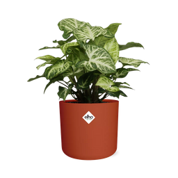 Syngonium Arrow in ELHO b.for soft rond 14cm brique (21507)