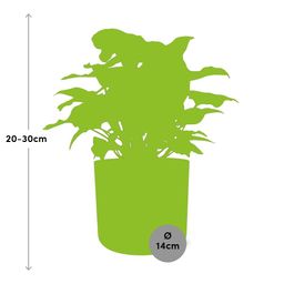 Syngonium Arrow in ELHO b.for soft rond 14cm brique (21507)