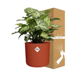 Syngonium Arrow in ELHO b.for soft rond 14cm brique (21507)