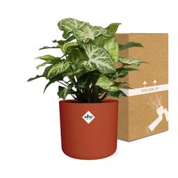 Syngonium Arrow in ELHO b.for soft rond 14cm brique (21507)